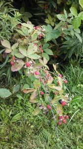 Raspberries were ripening along the trail. 