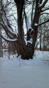 I loved the look of this snow-covered tree.
