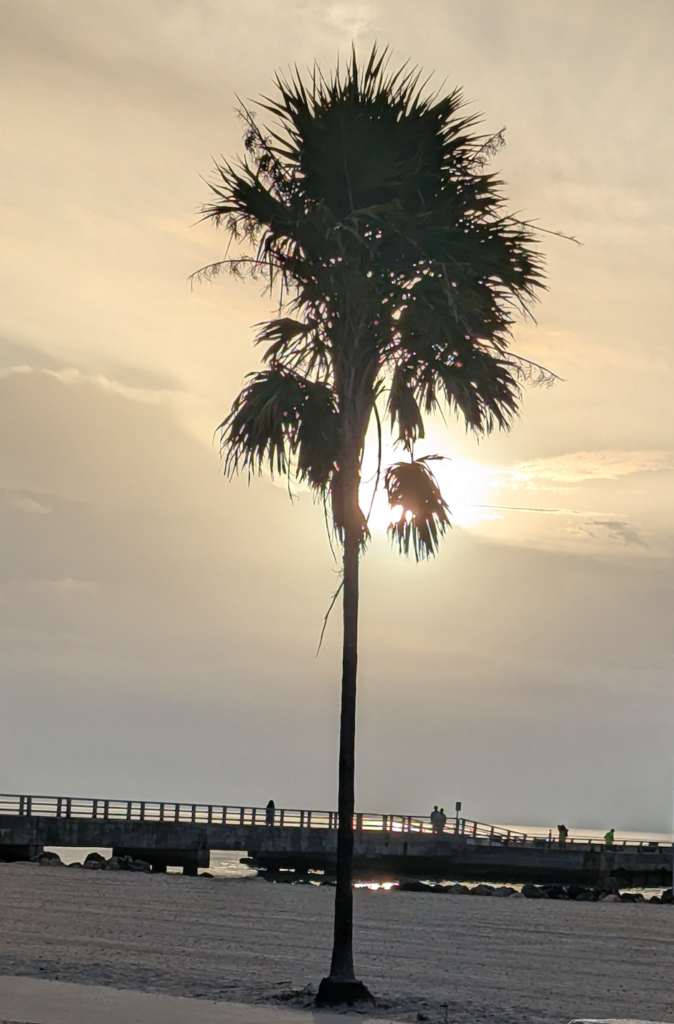 palm tree in front of sunrise in key west