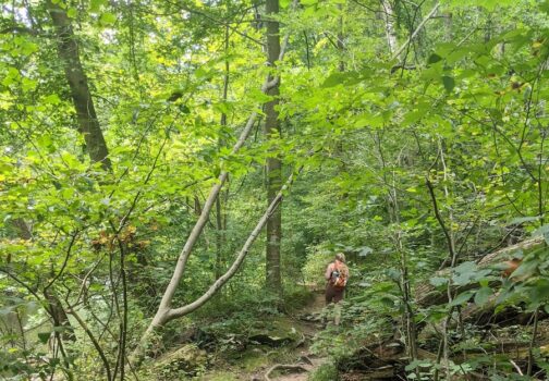 The Walk That Changed my Life: From Skinny Fat to 71 Half Marathons